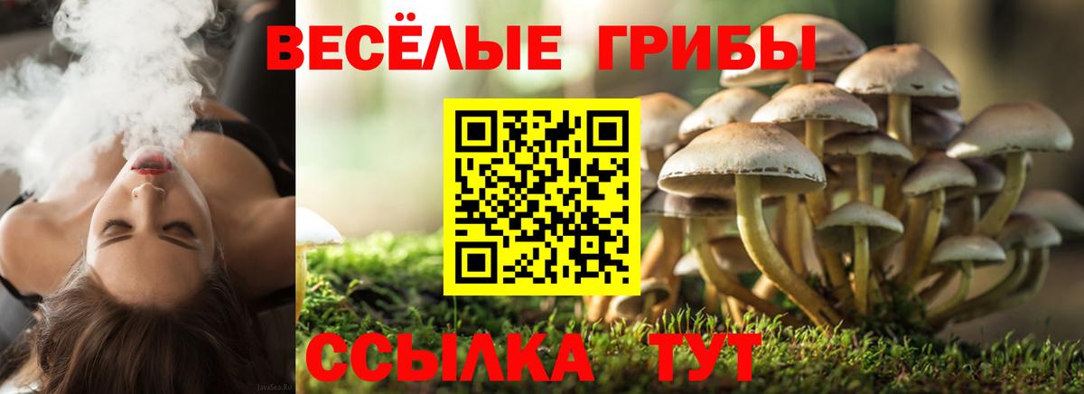 Галлюциногенные грибы Psilocybe Комсомольск-на-Амуре